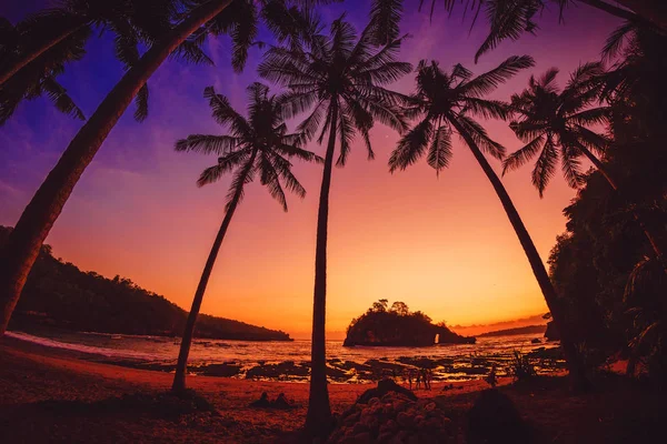 Cocotiers Coucher Soleil Lumineux Sur Plage Tropicale Avec Océan — Photo