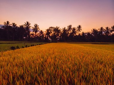 Gün doğumu tonları ile tropikal Bali Hindistan cevizi palmiye ve pirinç ekimi