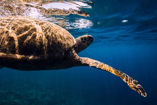 Las Tortugas Marinas Nadan Océano Azul Tortuga Marina Verde Bajo — Foto de Stock