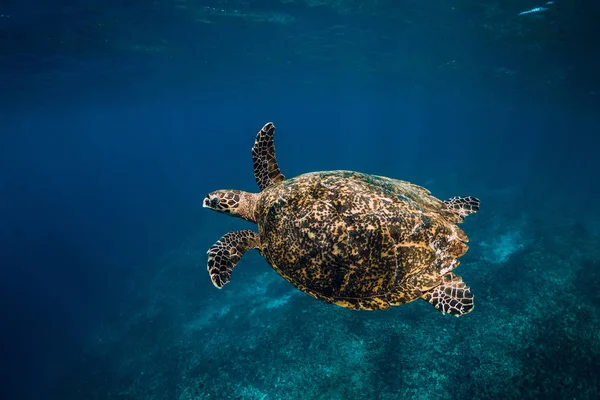 Sea turtle swim in blue ocean. Green sea turtle underwater