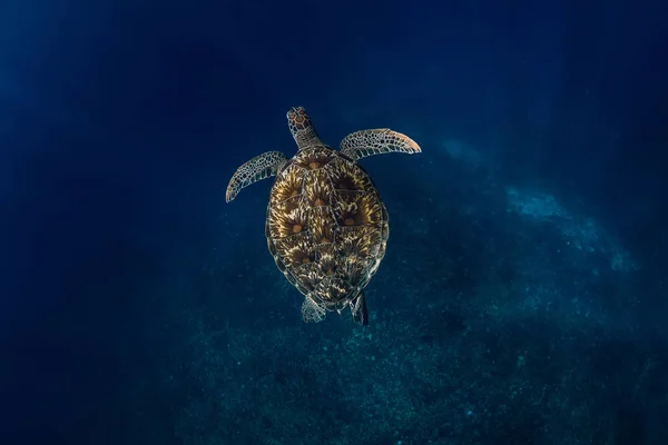Sea Turtle Swim Blue Ocean Green Sea Turtle Underwater — Stock Photo, Image