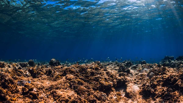 Unterwasserszene Mit Korallen Und Fischen Blauen Ozean Tropisches Meer — Stockfoto