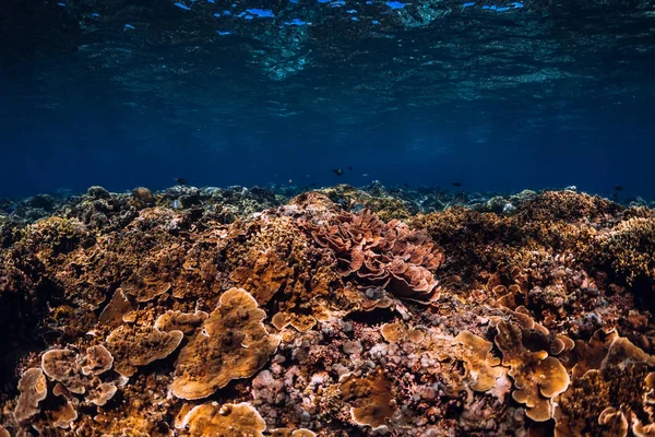 青い海のサンゴや魚と水中シーン 熱帯海 — ストック写真