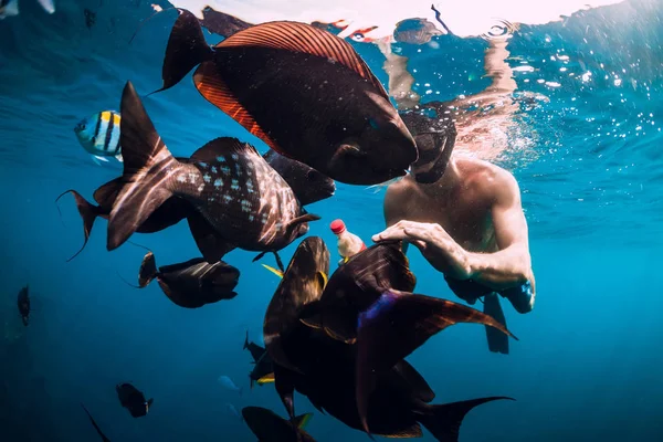 Freediver Man Swim Feeding School Fish Ocean — Stock Photo, Image