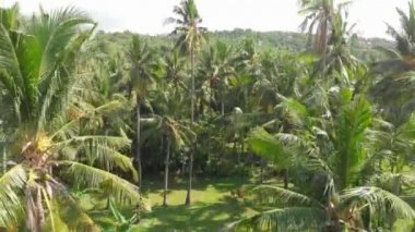 Bali hindistan cevizi avuç içi ile drone tropikal görünümü.