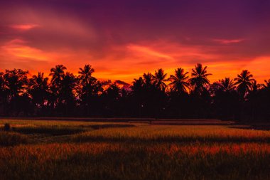Sıcak tonları ile tropikal Bali Hindistan cevizi palmiye ve pirinç plantasyonu