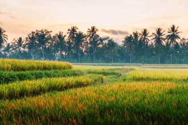 Bali hindistan cevizi avuç içi ile Rise alanları