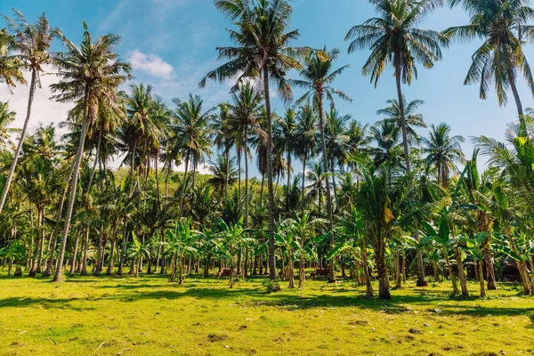 Cocotiers Ciel Bleu Forêt Tropicale — Photo