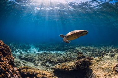 Mavi okyanusta mercan dibinin üstündeki büyük kaplumbağa. Deniz hayvanı