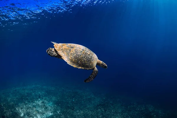 Tortuga Marina Océano Azul Tortuga Marina Verde Profundidad — Foto de Stock