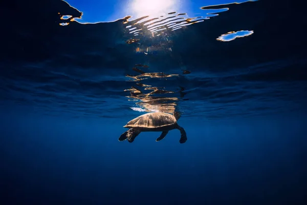 Tengeri Teknős Kék Óceán Tenger Alatti Zöld Teknős — Stock Fotó