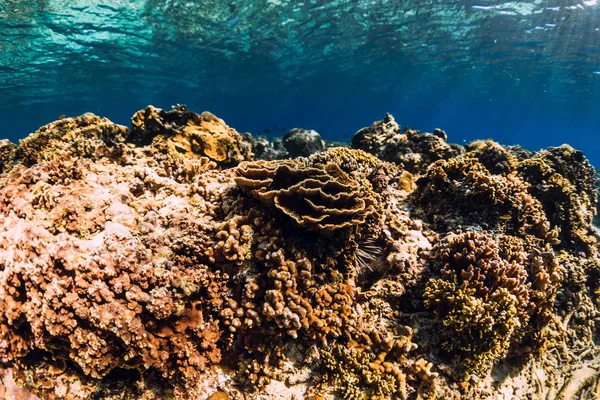 Escena Submarina Con Corales Peces Océano Azul Fondo Submarino — Foto de Stock