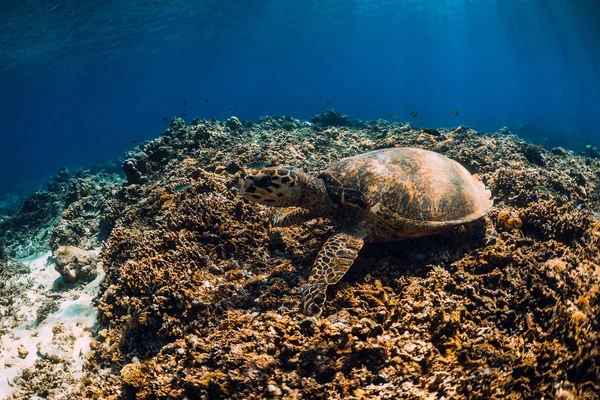 Big Turtle Coral Bottom Blue Ocean Sea Animal — Stock Photo, Image