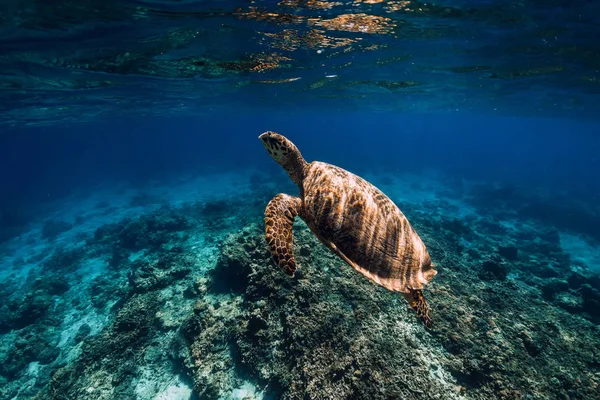 Χελώνα Γλιστράει Στον Γαλάζιο Ωκεανό Πράσινη Θαλάσσια Χελώνα Υποβρύχια — Φωτογραφία Αρχείου