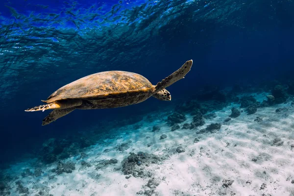 Kaplumbağa mavi okyanusta süzülür. Yeşil deniz kaplumbağası sualtı