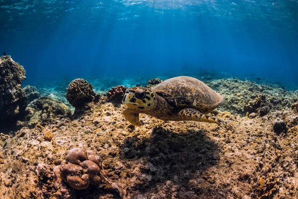 Big turtle over coral bottom in blue ocean. Sea animal