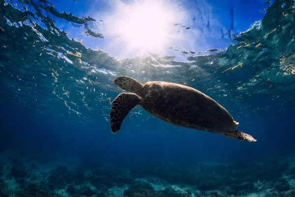 Χελώνα Γλιστράει Στον Γαλάζιο Ωκεανό Πράσινη Θαλάσσια Χελώνα Υποβρύχια — Φωτογραφία Αρχείου