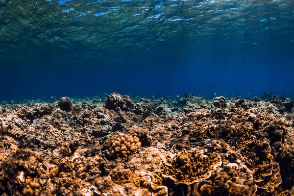 Scène Sous Marine Avec Coraux Poissons Dans Océan Bleu Fond — Photo