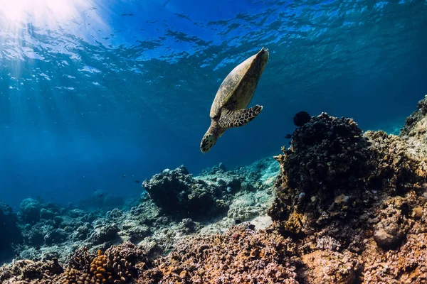 Big Turtle Coral Bottom Blue Ocean Sea Animal — Stock Photo, Image