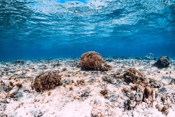 Escena Submarina Con Corales Fondo Arenoso Océano Azul Mar Tropical — Foto de Stock