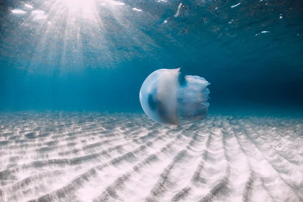 푸른 바다에서 해파리 수중과 모래 바닥의 바다 생물 — 스톡 사진