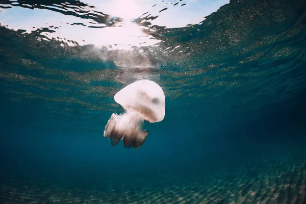 Morskie życie z Jellyfish podwodne w morzu — Zdjęcie stockowe