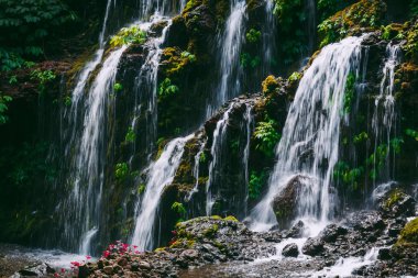 Tropikal ormanda Cascade Şelalesi.