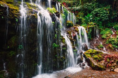 Tropikal ormanda Cascade Şelalesi.