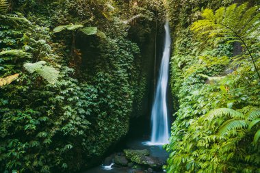 Bali, Endonezya tropikal bitkiler ile güzel şelale