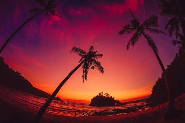 Kókusz pálmák és rózsaszín naplemente vagy napfelkeltét a trópusi strandon — Stock Fotó
