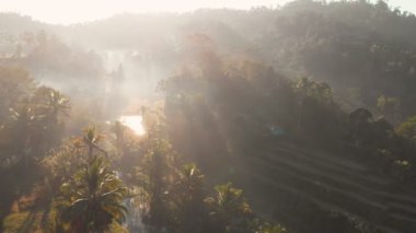 Hindistan cevizi palmiye ve tropikal orman ile inanılmaz bir görünüm. Havadan görünüm