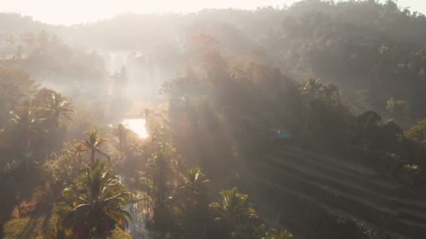 椰子树和热带森林的壮丽景色 — 图库视频影像