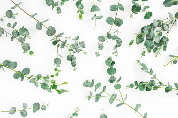 Beyaz yeşil okaliptüs dalları ile Çiçek arka plan. Düz — Stok fotoğraf