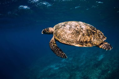 Deniz kaplumbağası mavi okyanusta süzülür. Yeşil deniz kaplumbağası sualtı