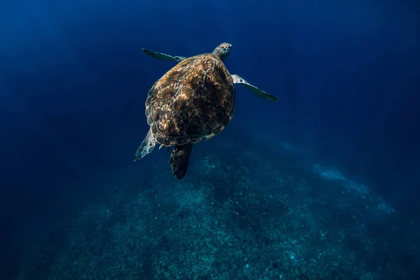 Sea Turtle Glides Blue Ocean Green Sea Turtle Underwater — Stock Photo, Image