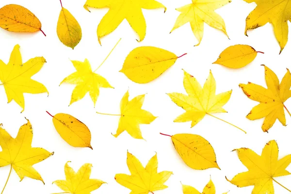 Autumn pattern with fall leaves on white background. Flat lay, t — Stock Photo, Image