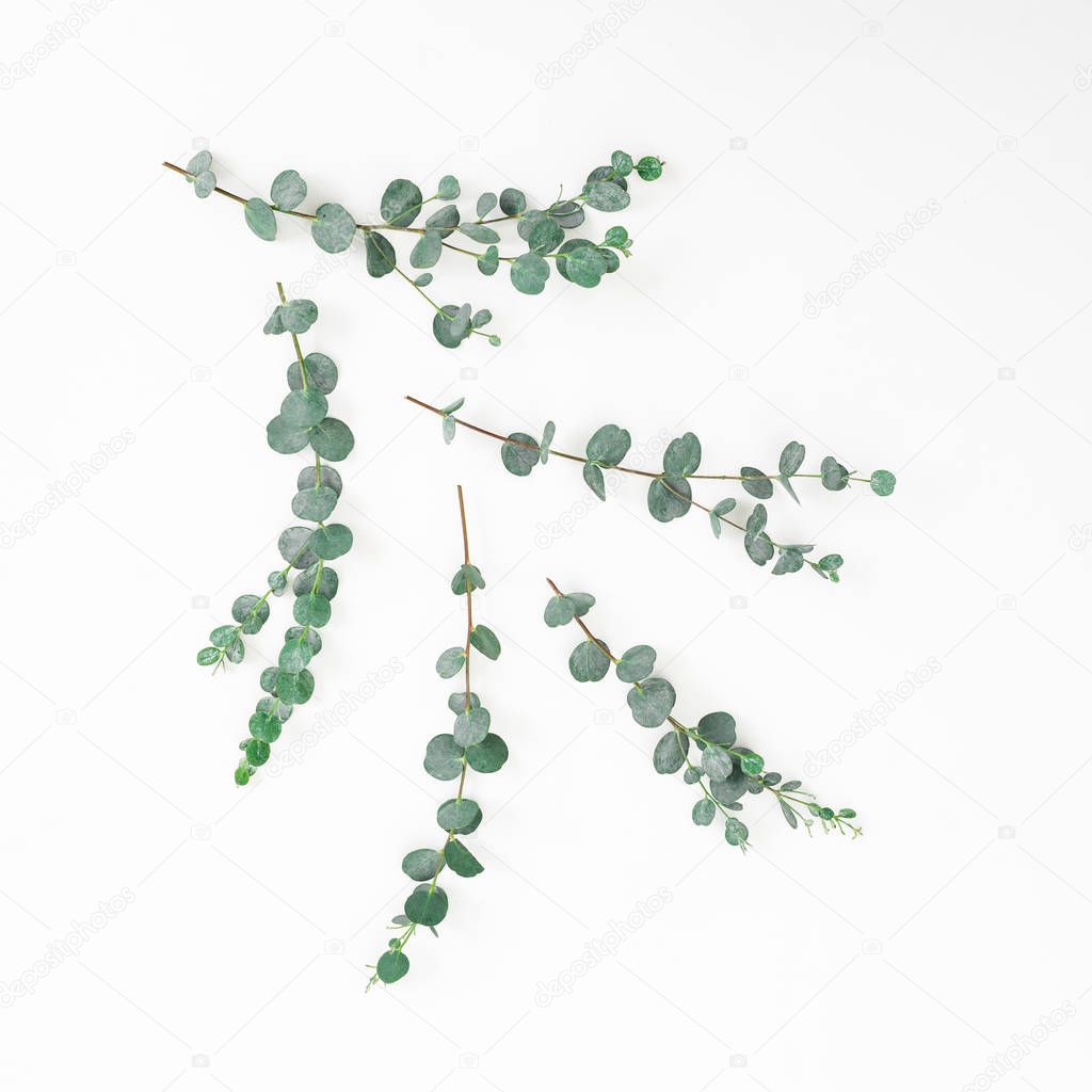 Eucalyptus branches composition isolated on white background. Fl