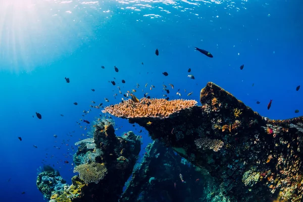 Csodálatos víz alatti világ korallok és trópusi halak shipwr — Stock Fotó