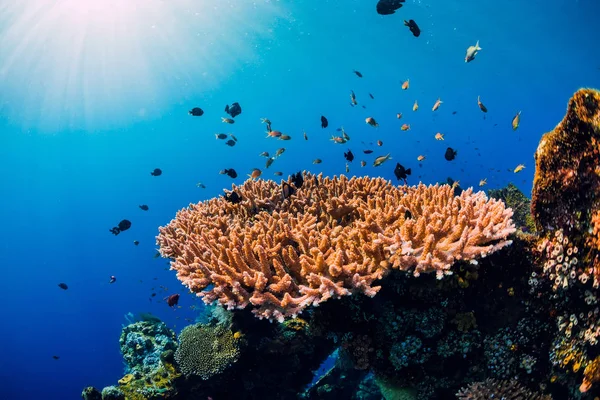 Monde sous-marin incroyable avec des coraux et des poissons tropicaux au Shiwr — Photo