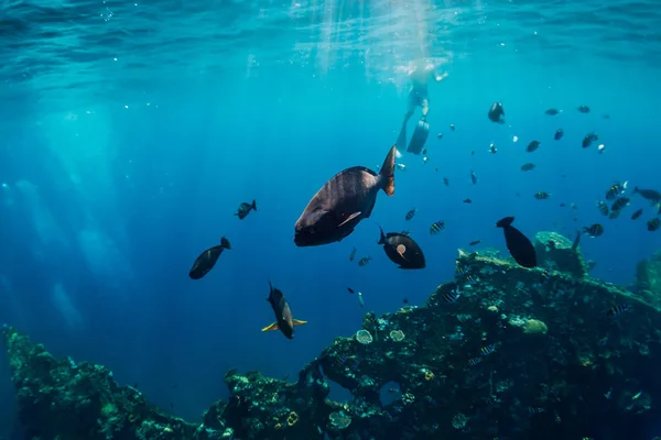 Incroyable monde sous-marin avec des poissons tropicaux et des coraux à shipwr — Photo