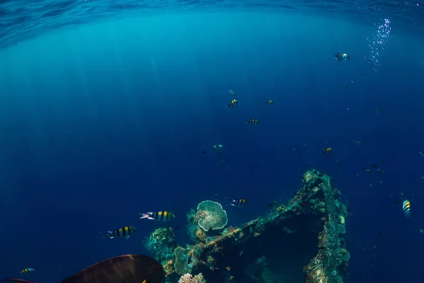 Incredibile mondo subacqueo con pesci tropicali e coralli a shipwr — Foto Stock