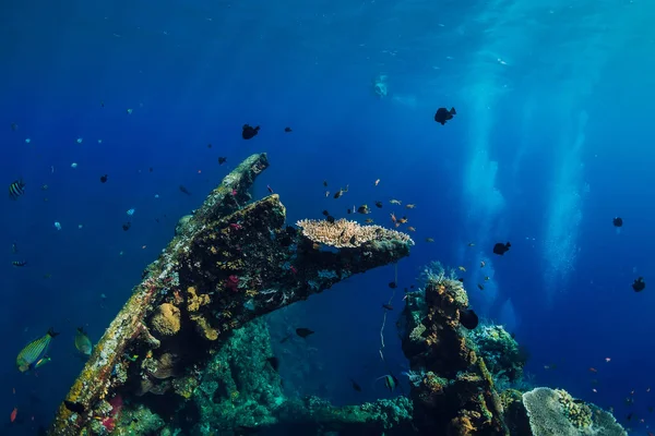 Increíble mundo submarino con peces tropicales y corales en shipwr — Foto de Stock