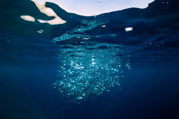 Underwater view, sea world with tuna fishes — Stock Photo, Image