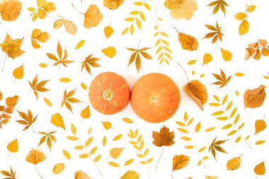 Sonbahar kompozisyonu. Beyaz arka planda sonbahar yaprakları ve kabaklar