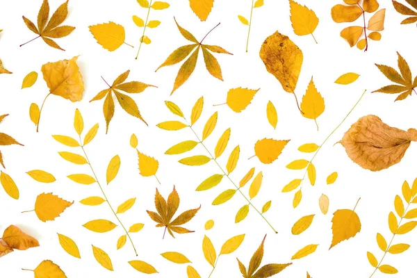 Herbstmuster mit Herbstblättern auf weißem Hintergrund. flache Lage — Stockfoto