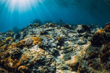 Mercanlar ve deniz yılanı ile sualtı sahnesi. Tropikal mavi deniz