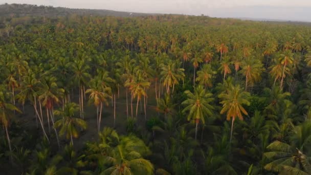 Tropical View Drone Coconut Palms Bali Aerial View Sunrise — Stock Video