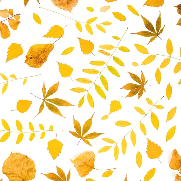 Осенний узор с опадающими листьями на белом фоне. Плоская кладка, т — стоковое фото