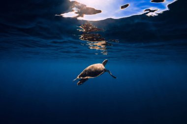 Deniz kaplumbağası mavi okyanusta süzülür. Yeşil deniz kaplumbağası sualtı