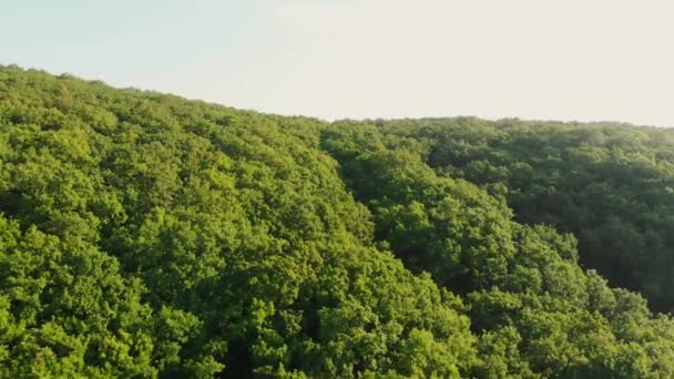 Vista Aérea Floresta Com Árvores Bali — Vídeo de Stock